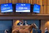 Hip 98, 2025 Fasig-Tipton Saratoga Fall Mixed Sale