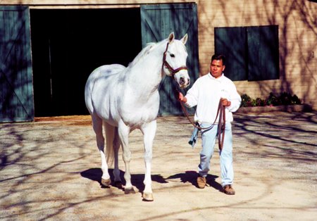 Cee's Tizzy, sire of two-time Horse of the Year Tiznow, at Harris Farms