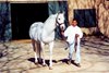 Cee&#39;s Tizzy, Close Up,Harris Ranch,2001