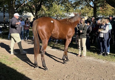 Bloodstock agent Jacob West discusses conformation at Fasig-Tipton with a filly (Hip 95) by Justify, consigned by Claiborne Farm