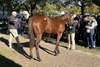Bloodstock agent Jacob West talks about conformation during a TOBA pedigree and conformation clinic at Fasig-Tipton