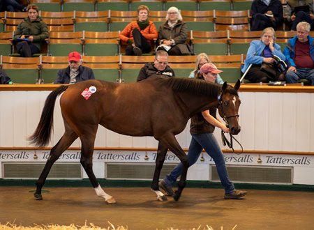 The Frankel filly consigned as Hip 188 at the Tattersalls October Yearling Sale