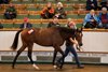 Lot 188 Frankel (GB) / Hostess (GB) B.F. (GB)   	Highclere Stud	David Ingordo for Determined Stables	600,000
Tattersalls Yearling Sale
Book 1
08OCT25 
