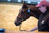 Lot 188 Frankel (GB) / Hostess (GB) B.F. (GB)   	Highclere Stud	David Ingordo for Determined Stables	600,000
Tattersalls Yearling Sale
Book 1
08OCT25 
