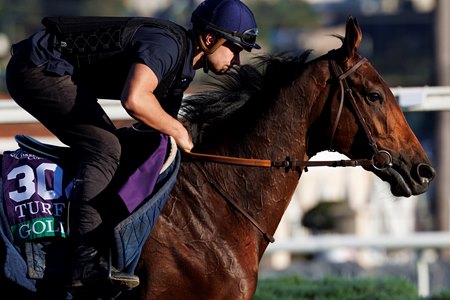 Goliath trains for the 2025 Breeders' Cup Turf at Del Mar