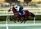 Ka Ying Rising works at at Canterbury Park Racecourse
Picture: Richard Dobson.