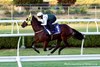 Ka Ying Rising works at at Canterbury Park Racecourse
Picture: Richard Dobson.