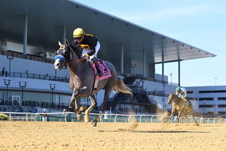 Napoleon Solo wins the Champagne Stakes at Aqueduct Racetrack