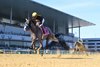 Napoleon Solo wins the 2025 Champagne Stakes at Aqueduct Racetrack