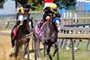 Napoleon Solo wins the 2025 Champagne Stakes at Aqueduct Racetrack