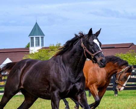 Zenyatta at Lane's End Farm
