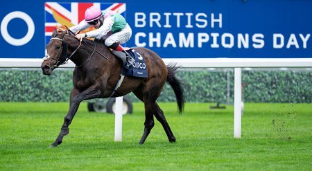 Following the success of Kalpana, the stud fee for Study of Man will be increased in 2026