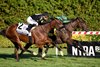 Bottas wins the 2025 Pilgrim Stakes at Aqueduct Racetrack