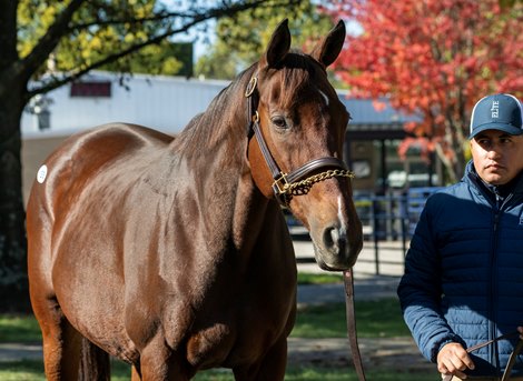 Puca Named 2025 Broodmare of the Year