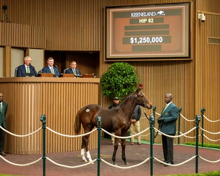The Curlin filly consigned as Hip 82 in the ring at the Keeneland November Sale