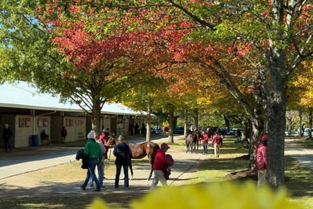 Horses on the Fasig-Tipton grounds