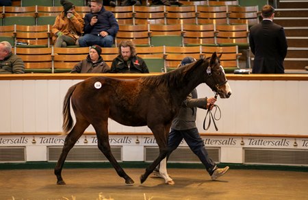 The Dragon Symbol colt consigned as Lot 304 in the ring at the Tattersalls December Foal Sale