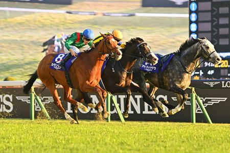 Masquerade Ball (middle) runs second to Calandagan in the 2025 Japan Cup at Tokyo Racecourse