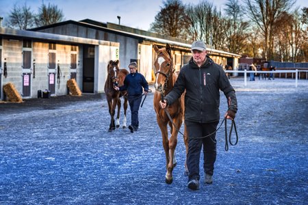 2025 Goffs November Foal Sale