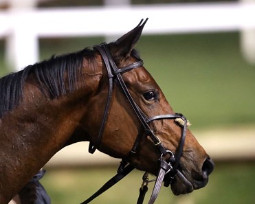 Bella Rio Stallion Bella Ballerina - Horse Profile - BloodHorse