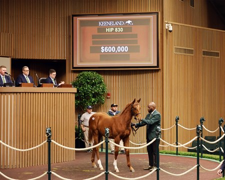 The Nyquist colt consigned as Hip 830 in the ring at the Keeneland November Sale