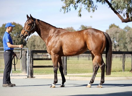 Corniche, a group 2-winning son of Fastnet Rock, headlines the Inglis Digital Australia November (Late) Online Sale