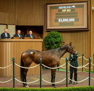 Kilwin consigned as Hip 223 in the ring at the Keeneland November Sale