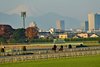 Calandagan trains at Tokyo Racecourse, November 28 2025