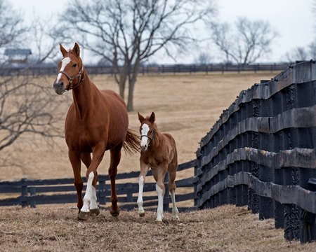A mare and foal
