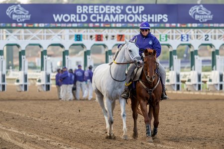 White Abarrio is scratched from the 2025 Breeders' Cup Dirt Mile at Del Mar