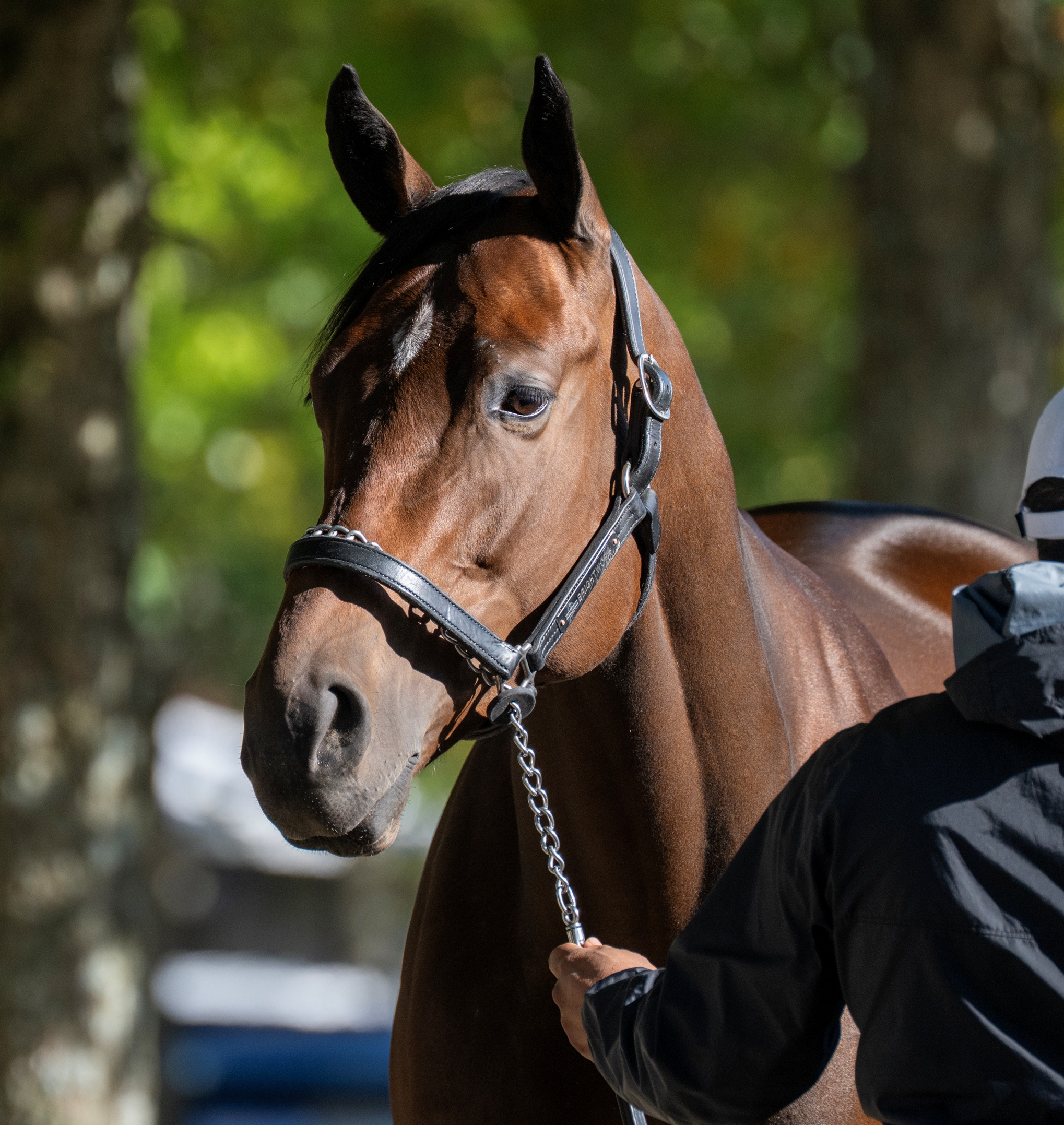 Brightwork - Horse Profile - BloodHorse