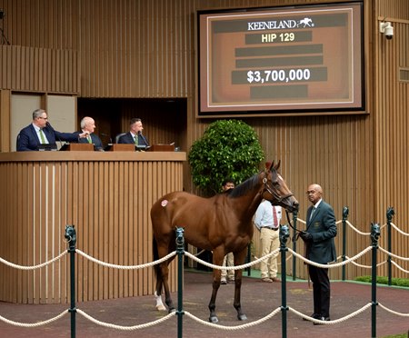 Lush Lips consigned as Hip 129 in the ring at the Keeneland November Sale