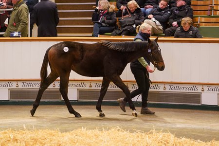 The Havana Grey colt consigned as Lot 650 in the ring at the Tattersalls December Foal Sale