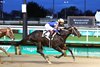 Chip Honcho, Maiden Win, Churchill Downs, November 20 2025