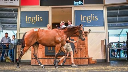 Ernaux in the ring at the 2024 Inglis Australian Easter Yearling Sale