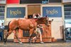 Inglis Australian Easter Yearling Sale 2024, Lot 443, Ernaux

