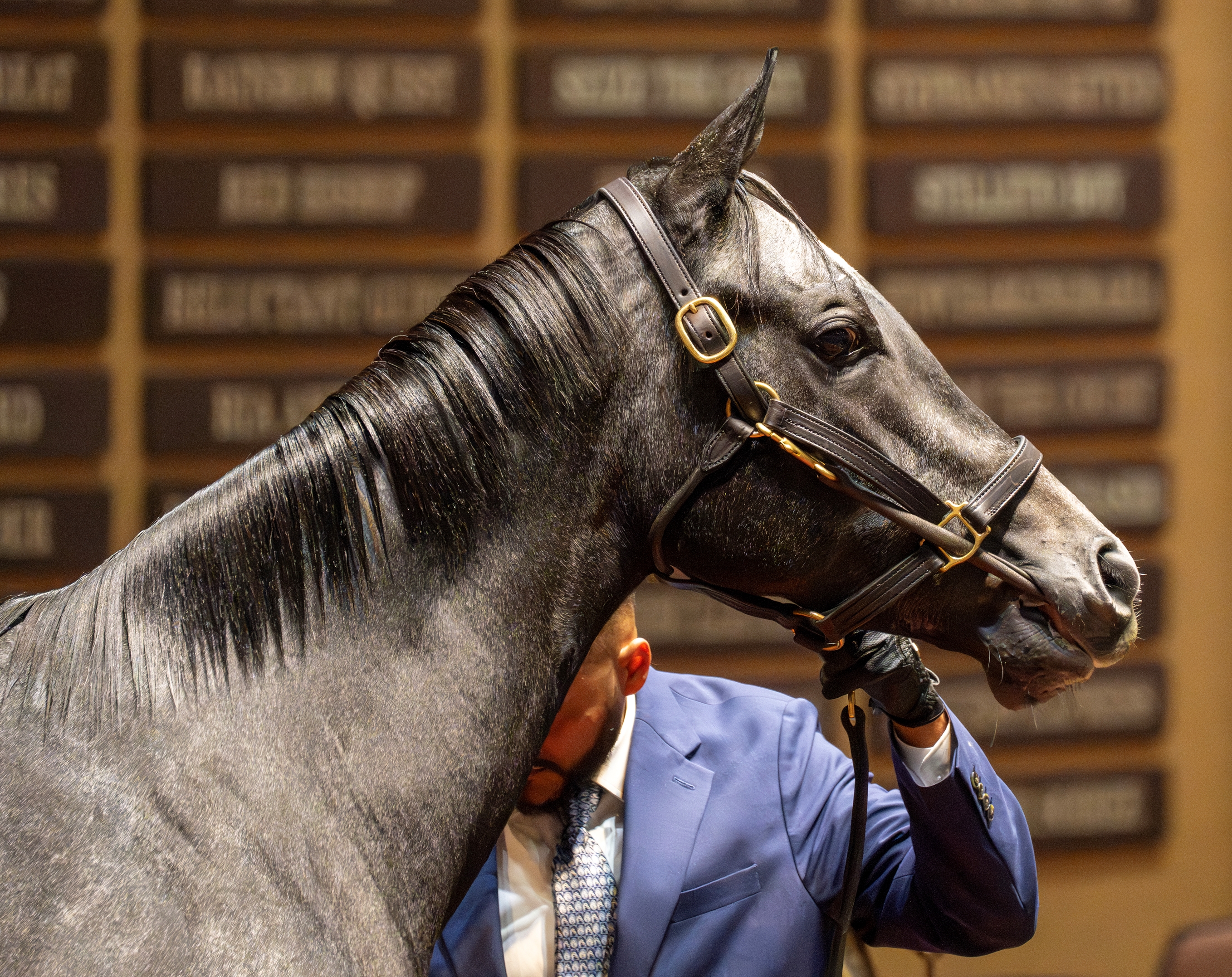 Morplay Takes Over Full Ownership of Shisospicy - BloodHorse