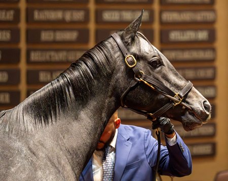 Shisospicy at Fasig-Tipton's November Sale
