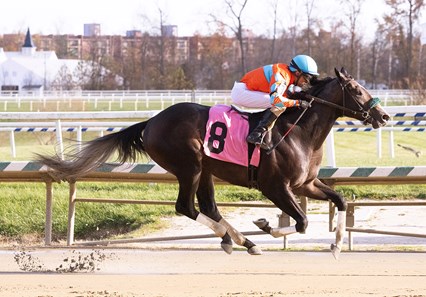 Doc Miracle Racing Doc's Miracle - Horse Profile - BloodHorse