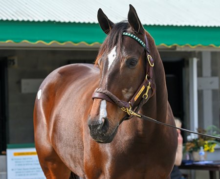 Justique at the Keeneland November Sale