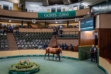 The Sands of Mali filly consigned as Lot 768 in the ring at the Goffs November Foal Sale