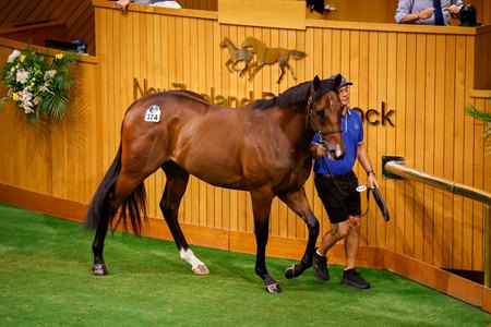 The sales-topping colt by Zoustar consigned as Lot 374 in the ring