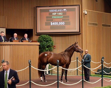 Way Too Sexy, consigned as Hip 1482, in the ring at the Keeneland November Breeding Stock Sale