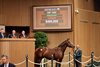 Hip 1482, 2025 Keeneland November Sale