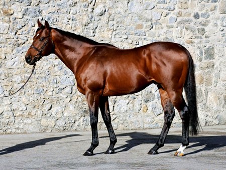 Starman at Tally-Ho Stud