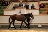 Lot 882 Frankel (GB) / Cloudy Dawn (IRE) Gr.C. (GB) 	West Blagdon Stud	M V Magnier	1,150,000
Tattersalls December Foal Sale
28NOV25