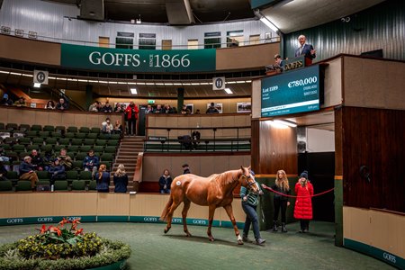 Enthralling, a half sister to Epsom Derby winner Lambourn, in the ring at Goffs November Breeding Stock Sale