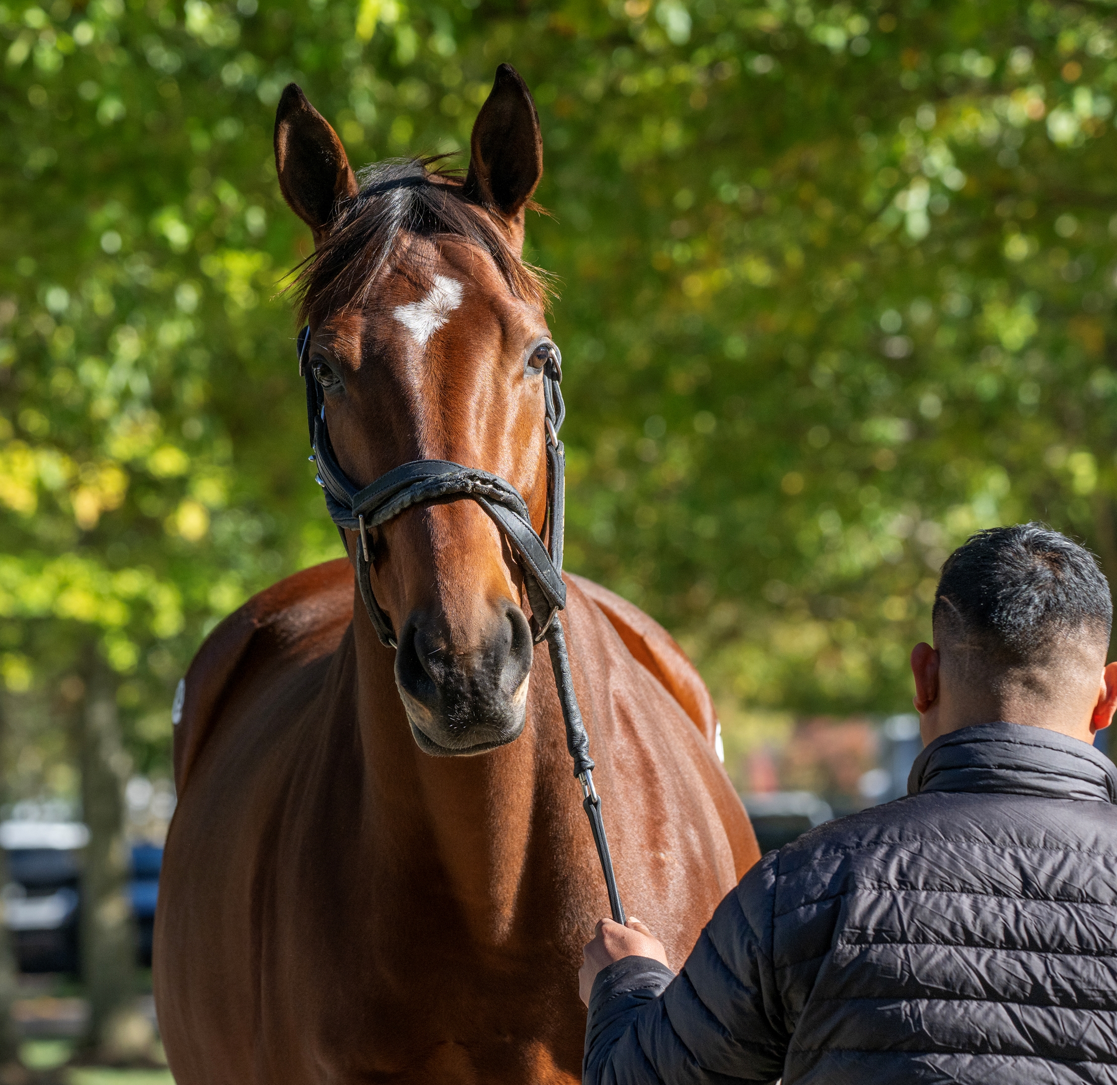 Yoshida's Northern Farm Spends $14.9M at F-T Nov. Sale - BloodHorse