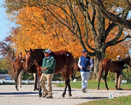 Scenics, 2025 Keeneland November Sale