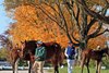 Scenics, 2025 Keeneland November Sale